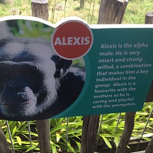 Chimpanzee Profiles 2019 - Alexis (1998)