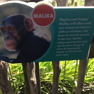 Chimpanzee Profiles 2019 - Malika (2010)