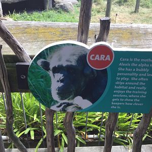 Chimpanzee Profiles 2019 - Cara (1981)