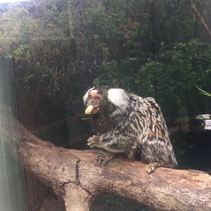 Common Marmoset @Halls Gap Zoo