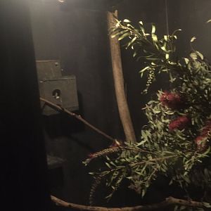 Feather tailed Glider Exhibit