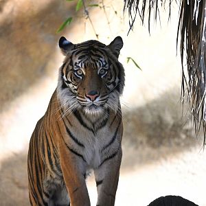 Sumatran Tiger