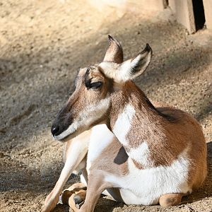 Peninsular Pronghorn