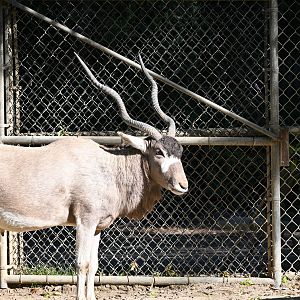 Addax