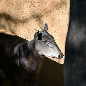 Yellow Backed Duiker