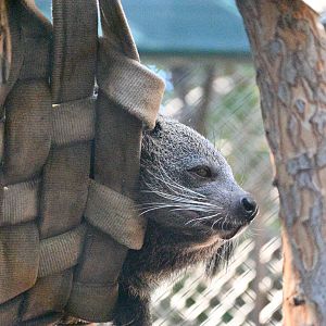 Binturong