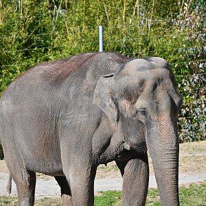 Asian Elephant