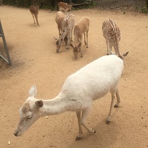 Friendly Fallow Deer