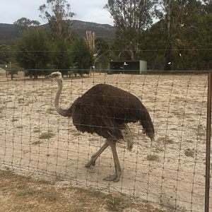 Ostrich
