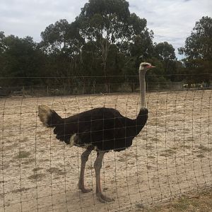 Ostrich