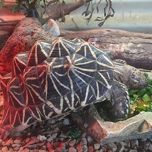 Star Tortoise