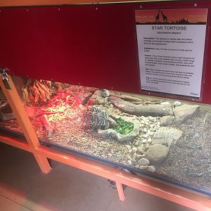 Star Tortoise Exhibit