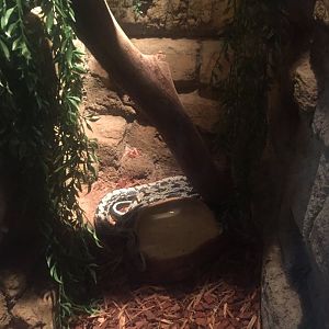 Taiwan Blue Beauty Snake