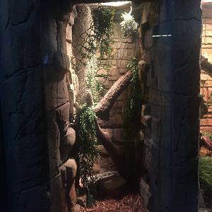 Taiwan Blue Beauty Snake Exhibit