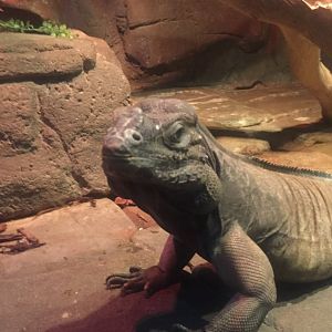 Rhinoceros Iguana