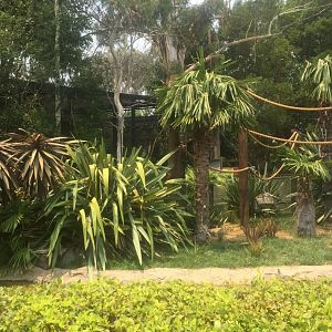 Squirrel Monkey Island