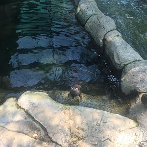 Asian Small Clawed Otter