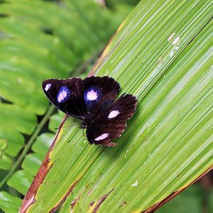 Common Eggfly (Hypolimnas bolina)