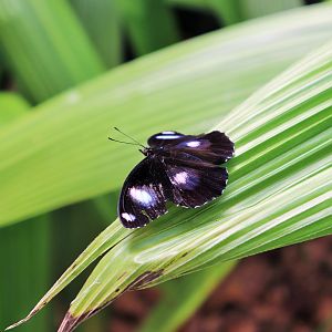 Common Eggfly (Hypolimnas bolina)