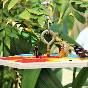 Butterfly Feeding Platform