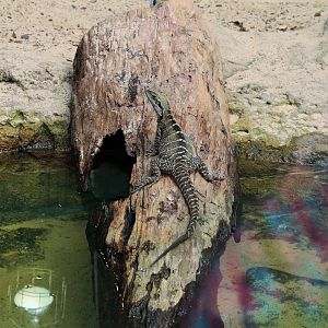 Eastern Water Dragon (Intellagama lesueurii)