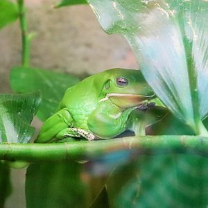 White-lipped Tree Frog (Litoria infrafrenata)