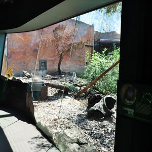 Tasmanian Devil Viewing Window