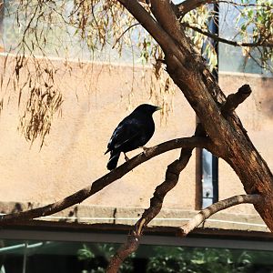 Satin Bowerbird (Ptilonorhynchus violaceus)
