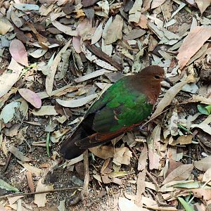 Emerald Dove (Chalcophaps longirostris)