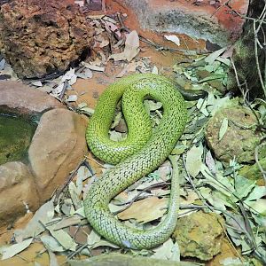 Inland Taipan (Oxyuranus microlepidotus)