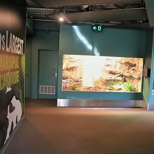 Blotched Blue-tongue Lizard Enclosure