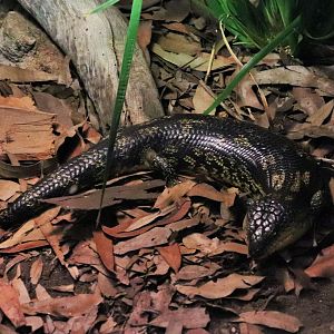 Blotched Blue-tongue Lizard (Tiliqua nigrolutea)