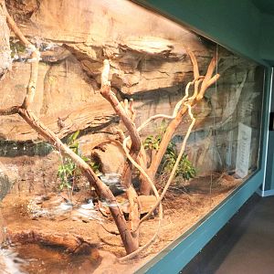 Cunningham's Skink Enclosure