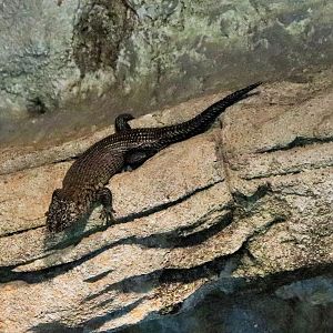 Cunningham's Skink (Egernia cunninghami)