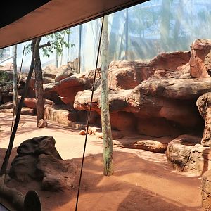 Rock Wallaby/Wombat Enclosure