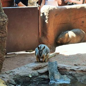 Common Wombat (Vombatus ursinus) and Yellow-footed Rock Wallaby (Petrogale xanthopus)