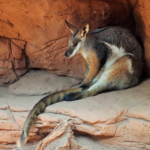 Yellow-footed Rock Wallaby (Petrogale xanthopus)