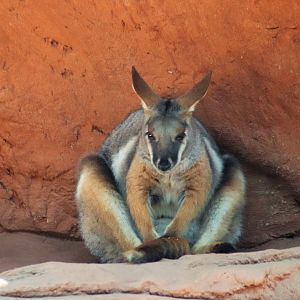 Yellow-footed Rock Wallaby (Petrogale xanthopus)