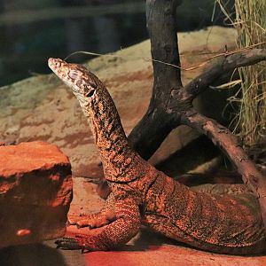 Spencer's Monitor (Varanus spenceri )