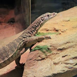 Spencer's Monitor (Varanus spenceri )