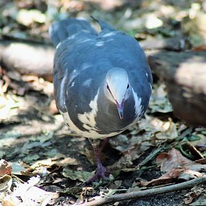 Wonga Pigeon (Leucosarcia melanoleuca)