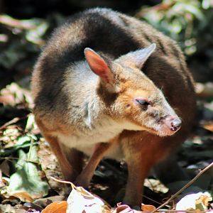 Red-legged Pademelon (Thylogale stigmatica)