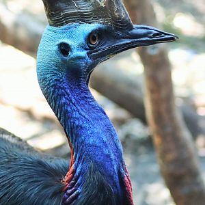 Southern Cassowary (Casuarius casuarius johnsonii)