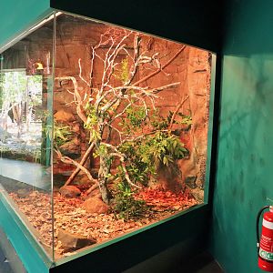 Boyd's Forest Dragon Enclosure