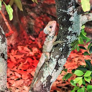 Boyd's Forest Dragon (Hypsilurus boydii)