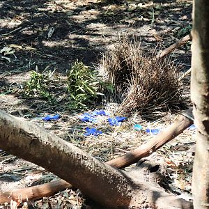 Bower of Satin Bowerbird