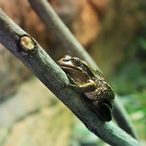 Green and Golden Bell Frog (Litoria aurea)