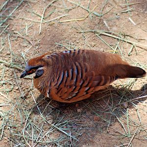 Spinifex Pigeon (Geophaps plumifera)