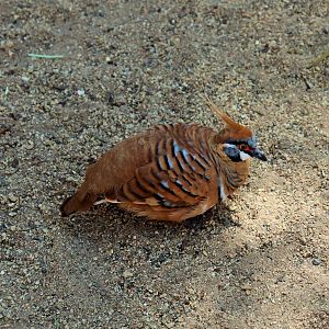 Spinifex Pigeon (Geophaps plumifera)