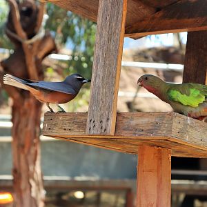 Woodswallow vs. Princess Parrot